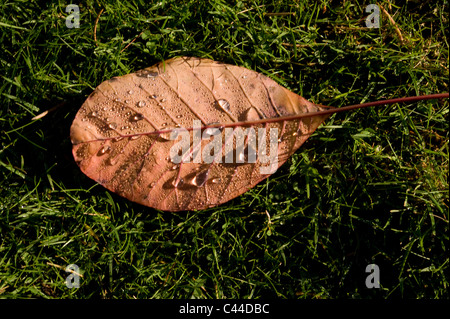 Gocce di rugiada su una foglia Foto Stock