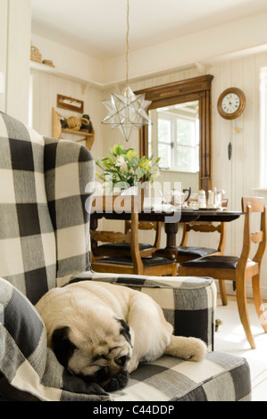 Un pug sta dormendo su una selezionata wingback poltrona in soggiorno con tavolo da pranzo e vetro lanterna a stella Foto Stock