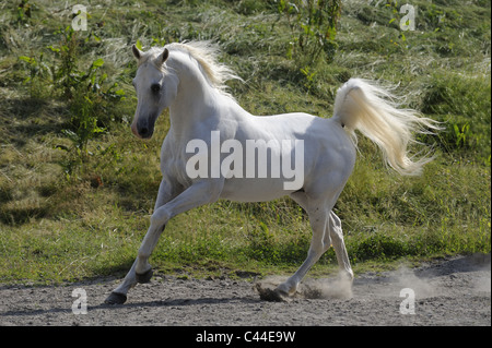 Razza Cavallo Arabo (Equus caballus ferus). Stallone bianco in un galoppo sulla sabbia. Foto Stock