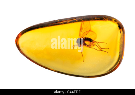 Fly preistorica in ambra baltica Foto Stock