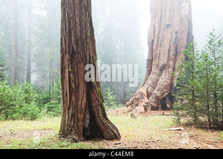 Sequoia gigante (Sequoiadendron giganteum) tronco di albero sul suolo della foresta in Sequoia Foto Stock