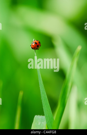 Little Red coccinella sulla estremità della foglia di erba (messa a fuoco selettiva su coccinella indietro) Foto Stock