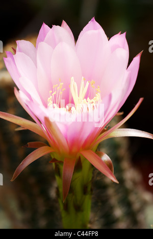 Grande rosa Echinocereus cactus (fiore si apre di notte e dura solo fino al mattino) Foto Stock