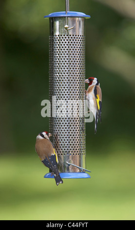 Cardellino, Carduelis carduelis alimentare sul niger uccello alimentatore di sementi, REGNO UNITO Foto Stock