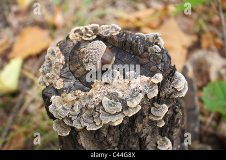 L'Acorn giace sul foozle con funghi contro il fogliame di autunno. Foto Stock