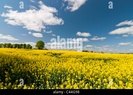 Un enorme campo di colza in piena fioritura alla periferia di Dublino, Irlanda. Foto Stock