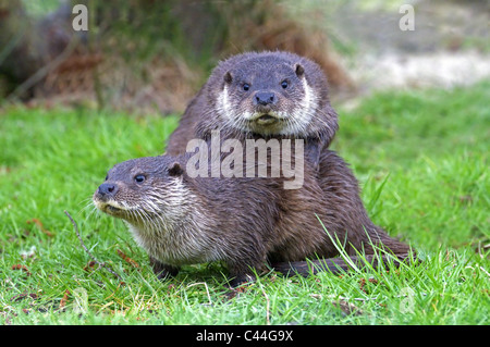 Coppia di lontre Lutra lutra MOLLA Foto Stock