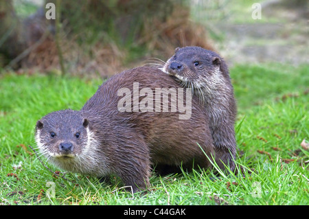 Coppia di lontra europea Lutra lutra MOLLA Foto Stock