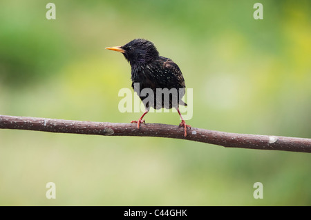 Unione Starling (Sturnus vulgaris) appollaiato su un ramo Foto Stock