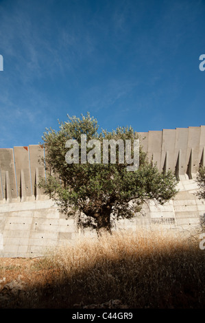 Un ulivo cresce accanto all'israeliano barriera di separazione in prossimità della Cisgiordania città di Betlemme. Foto Stock