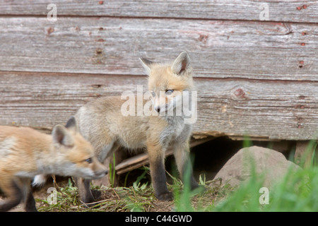 Kit Fox a giocare vicino a den in Saskatchewan Foto Stock