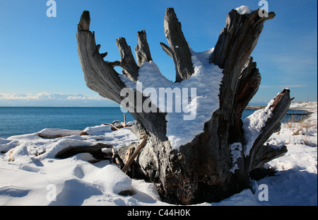 Il legno deriva sulla spiaggia coperta di neve su una soleggiata giornata invernale Foto Stock