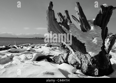 Il legno deriva sulla spiaggia coperta di neve su una soleggiata giornata invernale Foto Stock