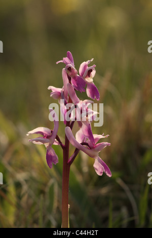 Inizio viola di fiori di orchidea, Orchis mascula Foto Stock