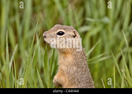 Richardson massa permanente di scoiattolo in allerta in Canada Foto Stock