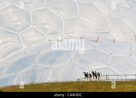 Fake vacche su "Vivere tetto', Progetto Eden, Cornwall Foto Stock