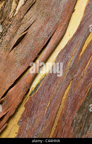 La pelatura di corteccia di albero Francia Foto Stock
