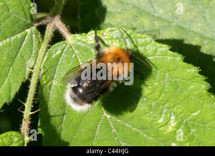 Regina Tree-Bumble Bee, Bombus hypnorum, Apidae, Hymenoptera. Foto Stock