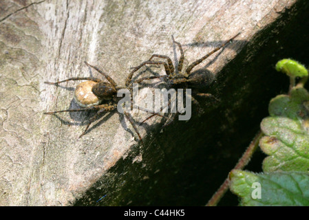 Maschio e femmina di Lupo Ragno con sacco di uovo, Pardosa lugubris, Lycosidae (Wolf ragni), Araneae (ragni), Arachnida Foto Stock