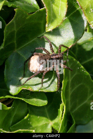 Lupa Ragno con sacco di uovo, Pardosa lugubris, Lycosidae (Wolf ragni), Araneae (ragni), Arachnida Foto Stock