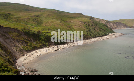 I leoni di mare rilassati su una spiaggia nel punto Reyes National Park, California, Stati Uniti d'America. Foto Stock