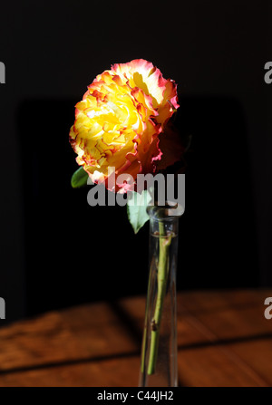 Testa singola rose Tequila Sunrise ( Eurorose x tifone ) in un sottile vaso di vetro contro uno sfondo scuro Foto Stock