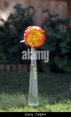 Testa singola rose Tequila Sunrise ( Eurorose x tifone ) in un sottile vaso di vetro contro uno sfondo scuro Foto Stock