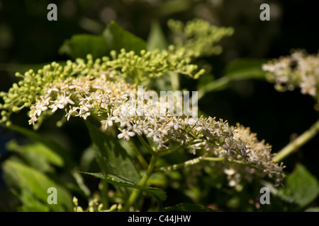 I boccioli sono lo scoppio in fiore ora sulle boccole di bacche di sambuco Foto Stock