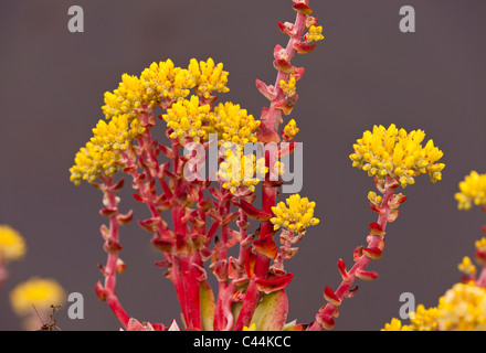 MENDOCINO HEADLANDS STATE PARK, CALIFORNIA, STATI UNITI D'AMERICA - Pacifico Stonecrop impianto, Sedum spathulifolium, fiore, sulle scogliere a picco. Foto Stock