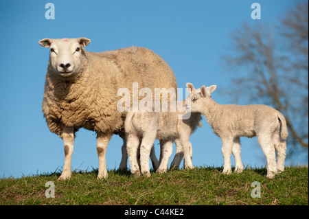 Texel ewe with twin lambs in pasture. Foto Stock