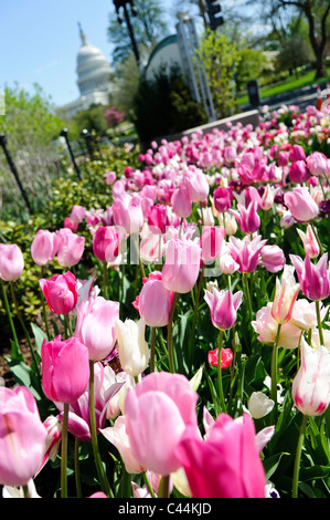 Rosa e Bianco tulipani in fiore in primavera a Washington DC con il Campidoglio US cupola visibile in distanza. Il focus è su i fiori in primo piano. Foto Stock