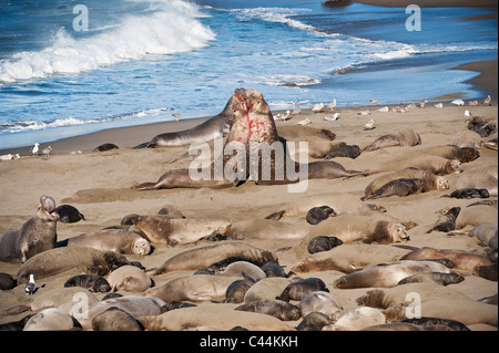 Maschio adulto northern elephant guarnizioni - Mirounga angustirostris - lotta sulla spiaggia a PIEDRAS BLANCAS, San Simeone, California Foto Stock