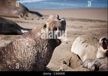 Maschio adulto settentrionale guarnizione di elefante - Mirounga angustirostris - sulla spiaggia a PIEDRAS BLANCAS, San Simeone, California Foto Stock