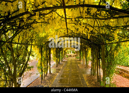 Il Maggiociondolo Arch, Ness Giardini Botanici, il Wirral, Merseyside England, Regno Unito Foto Stock