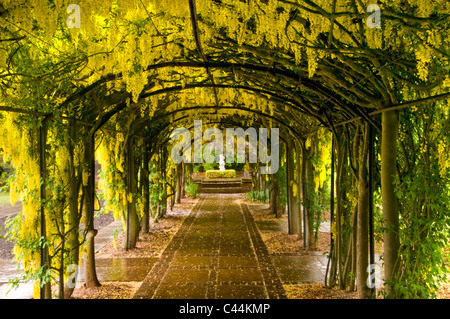 Il Maggiociondolo Arch, Ness Giardini Botanici, il Wirral, Merseyside England, Regno Unito Foto Stock