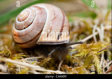 Marrone lumaca a labbro. Capaea nemoralis. Foto Stock