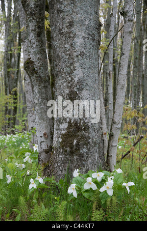 Large White-fiorito Trillium grandiflorum est Stati Uniti Foto Stock