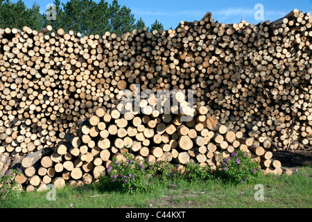 Impilati alberi tagliati a Lumberyard USA Foto Stock