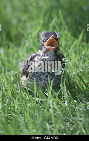 Giovane robin in erba con la bocca aperta Foto Stock