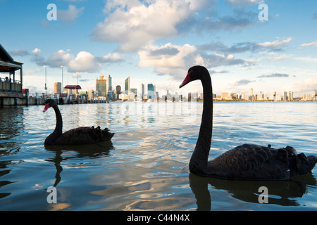 Cigni neri (Cygnus atratus) sul Fiume Swan con lo skyline della città in background. Perth, Western Australia, Australia Foto Stock