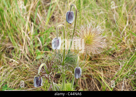 Pasqueflower orientale (Pulsatilla patens), l'Ucraina, l'Europa orientale Foto Stock