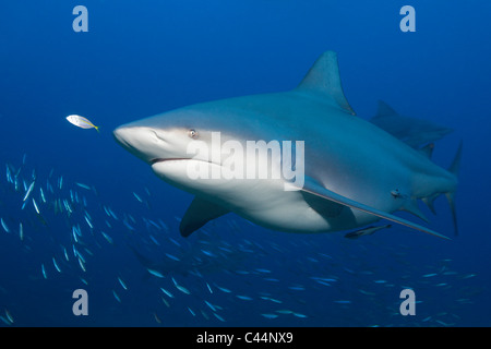 Squalo toro, Carcharhinus leucas, Beqa Lagoon, Viti Levu, Isole Figi Foto Stock