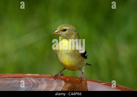 American Goldfinch Foto Stock