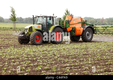 La spruzzatura di un erbicida in un campo di girasoli Foto Stock