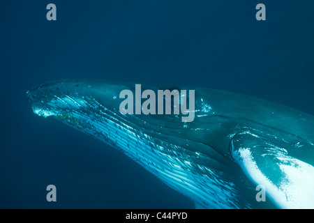 Humpback Whale, Megaptera novaeangliae, Baia di Samana, Repubblica Dominicana Foto Stock