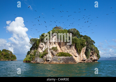 Bird Island La Cacata, Parco Nazionale Los Haitises, Repubblica Dominicana Foto Stock