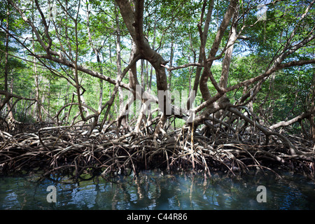 Le mangrovie Rhizophora, Parco Nazionale Los Haitises, Repubblica Dominicana Foto Stock