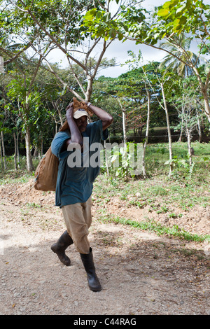 Contadino al lavoro, Parco Nazionale Los Haitises, Repubblica Dominicana Foto Stock
