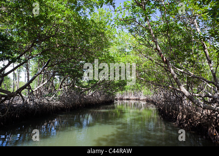 Le mangrovie Rhizophora, Parco Nazionale Los Haitises, Repubblica Dominicana Foto Stock