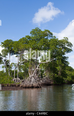 Le mangrovie Rhizophora, Parco Nazionale Los Haitises, Repubblica Dominicana Foto Stock